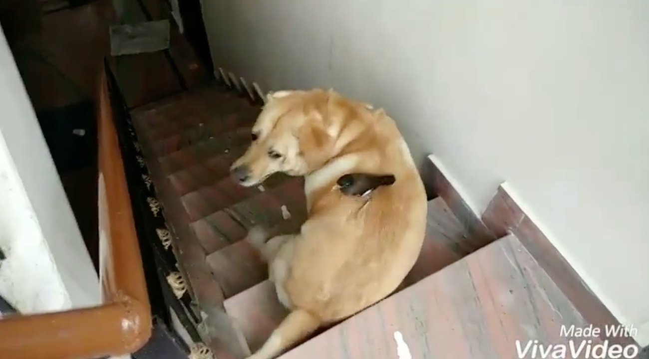 ラブラドールレトリーバー,動画