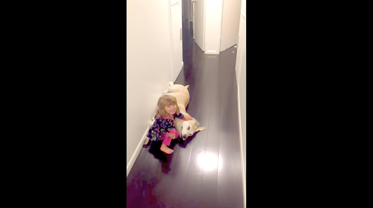 ラブラドールレトリーバー,動画