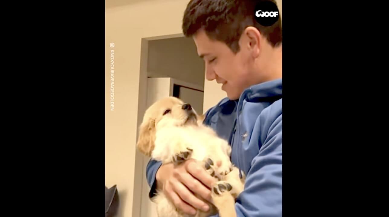 ゴールデンレトリーバー,動画