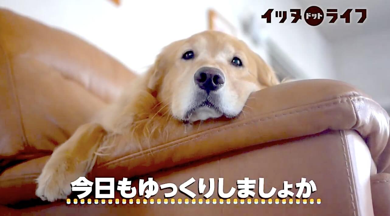 ゴールデン,動画,イッヌドットライフ