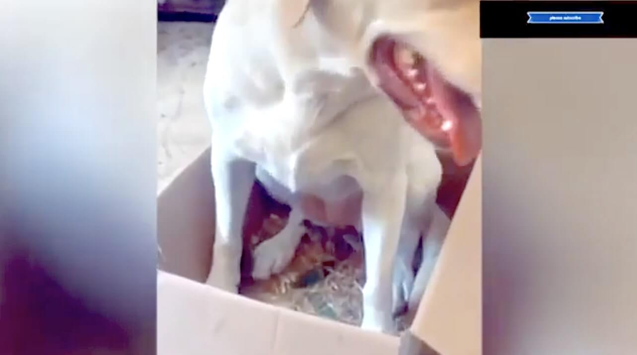 ラブラドールレトリーバー,動画