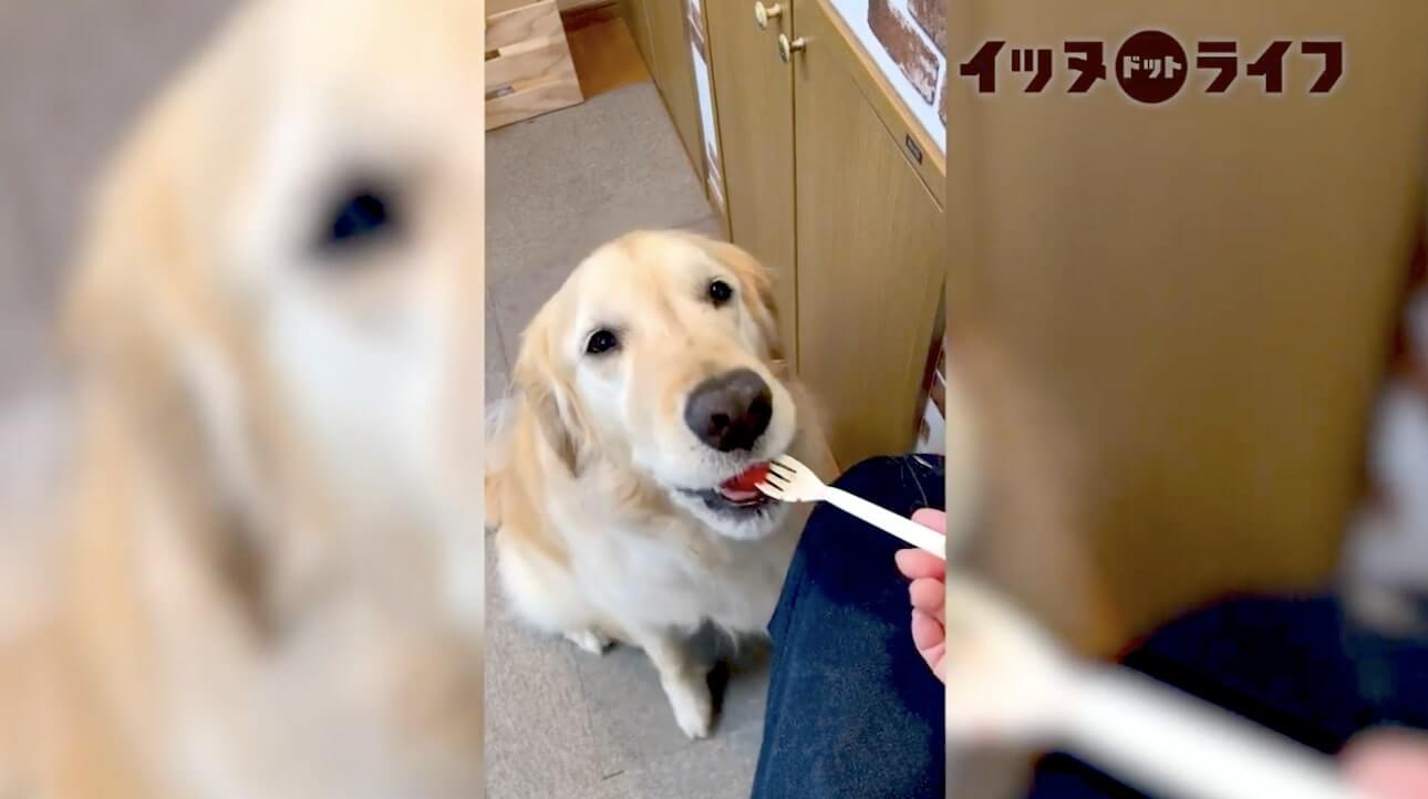 ゴールデン,動画,イッヌドットライフ