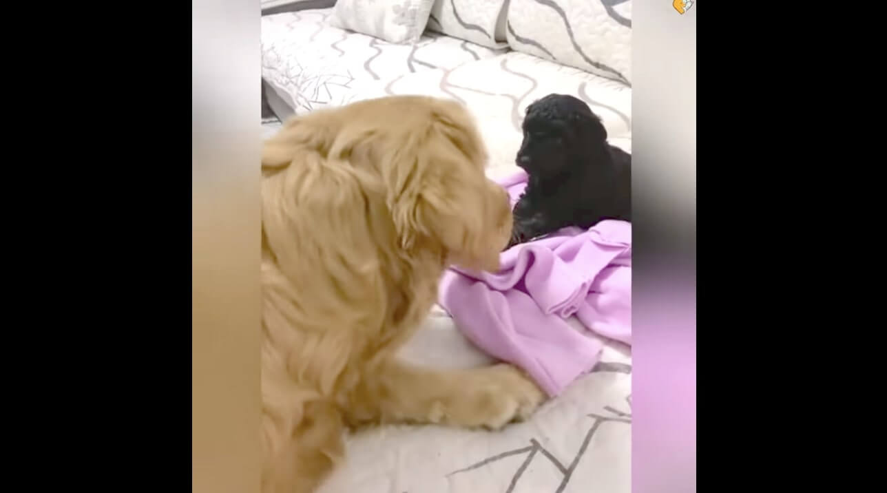 ゴールデンレトリーバー,動画