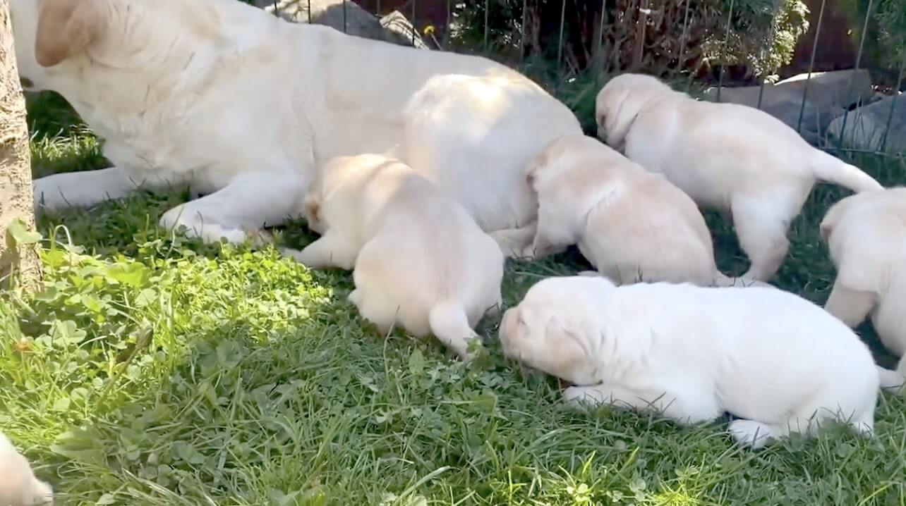 ラブラドールレトリーバー,動画