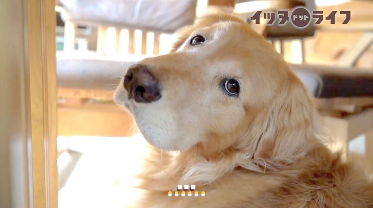 ゴールデン,動画,イッヌドットライフ