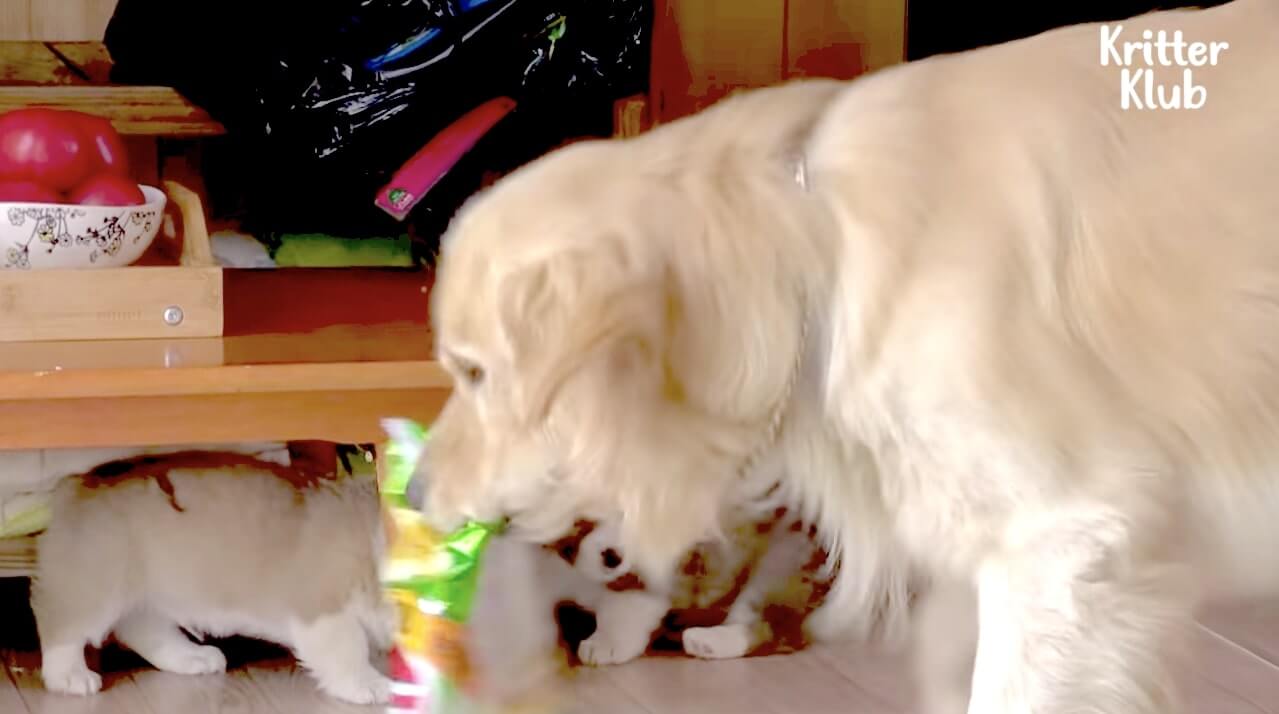 ゴールデンレトリーバー,動画