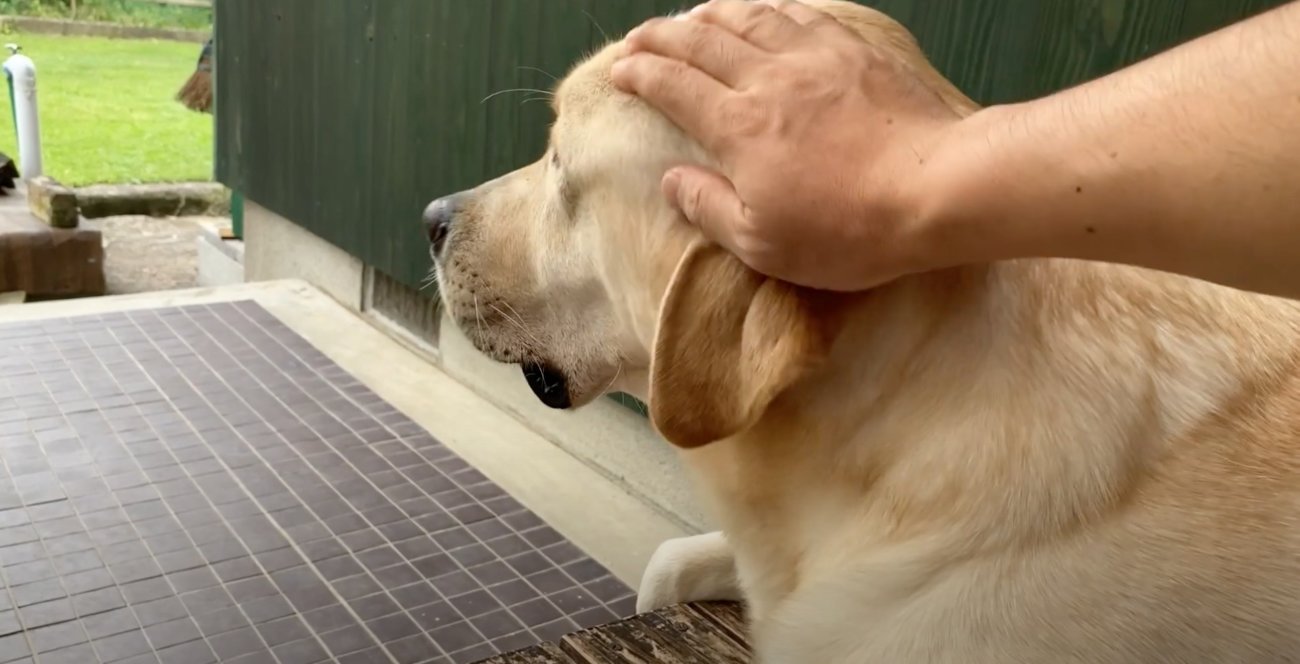 ラブラドールレトリーバー,動画