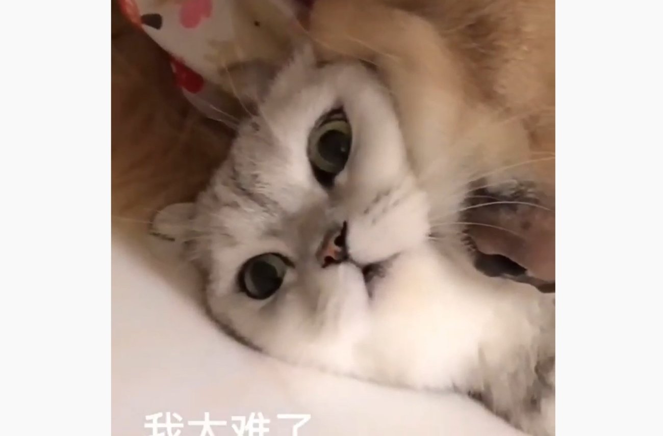 ゴールデンレトリーバー,動画