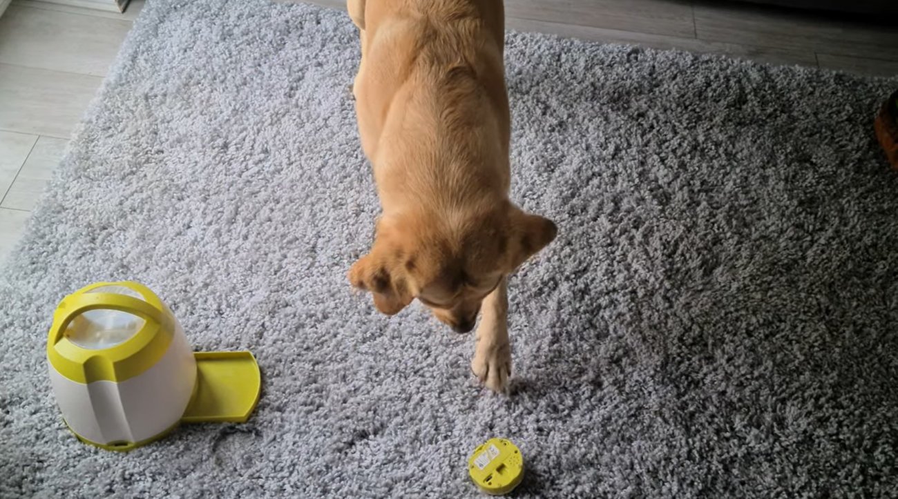 ラブラドールレトリーバー,動画