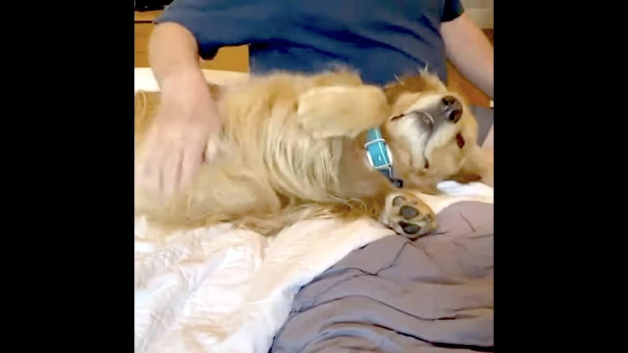 ゴールデンレトリーバー,動画