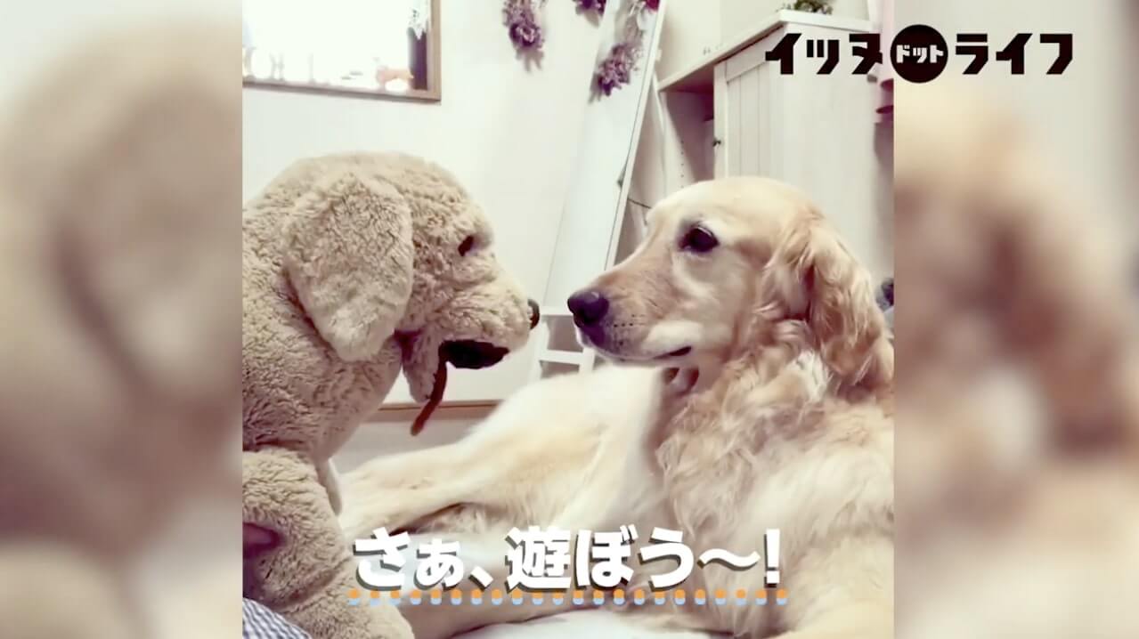 ゴールデン,動画,イッヌドットライフ