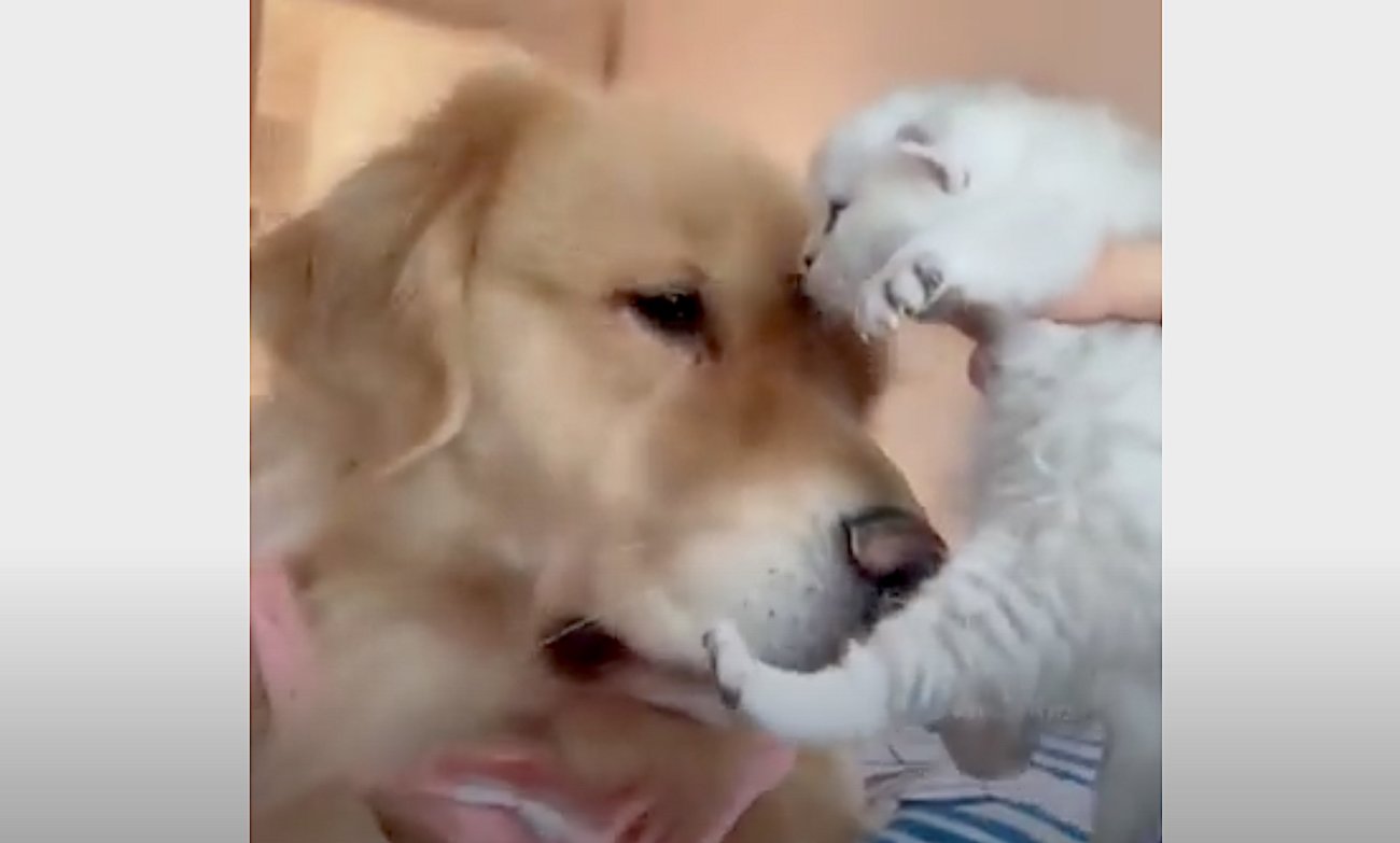 ゴールデンレトリーバー,動画