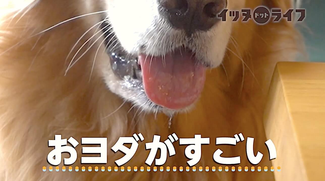 ゴールデン,動画,イッヌドットライフ