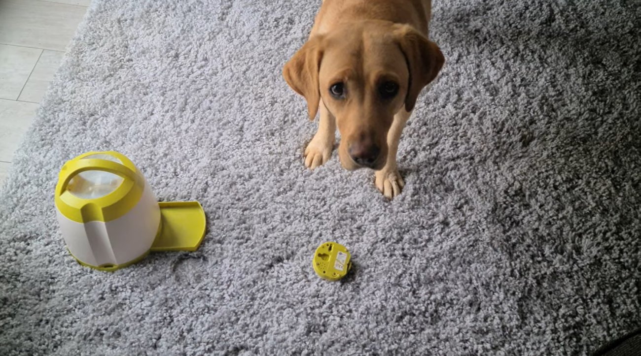 ラブラドールレトリーバー,動画