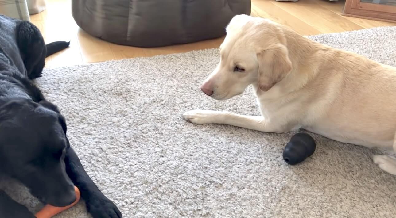 ラブラドールレトリーバー,動画