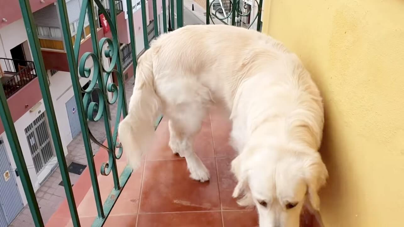 ゴールデンレトリーバー,動画