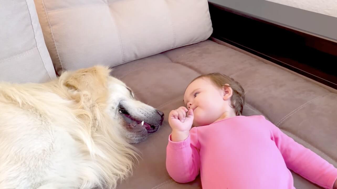 ゴールデンレトリーバー,動画