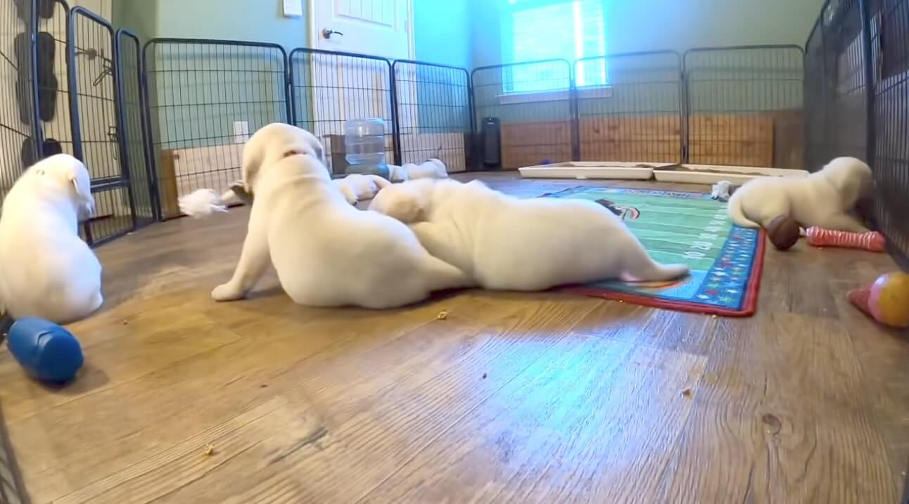 ラブラドールレトリーバー,動画