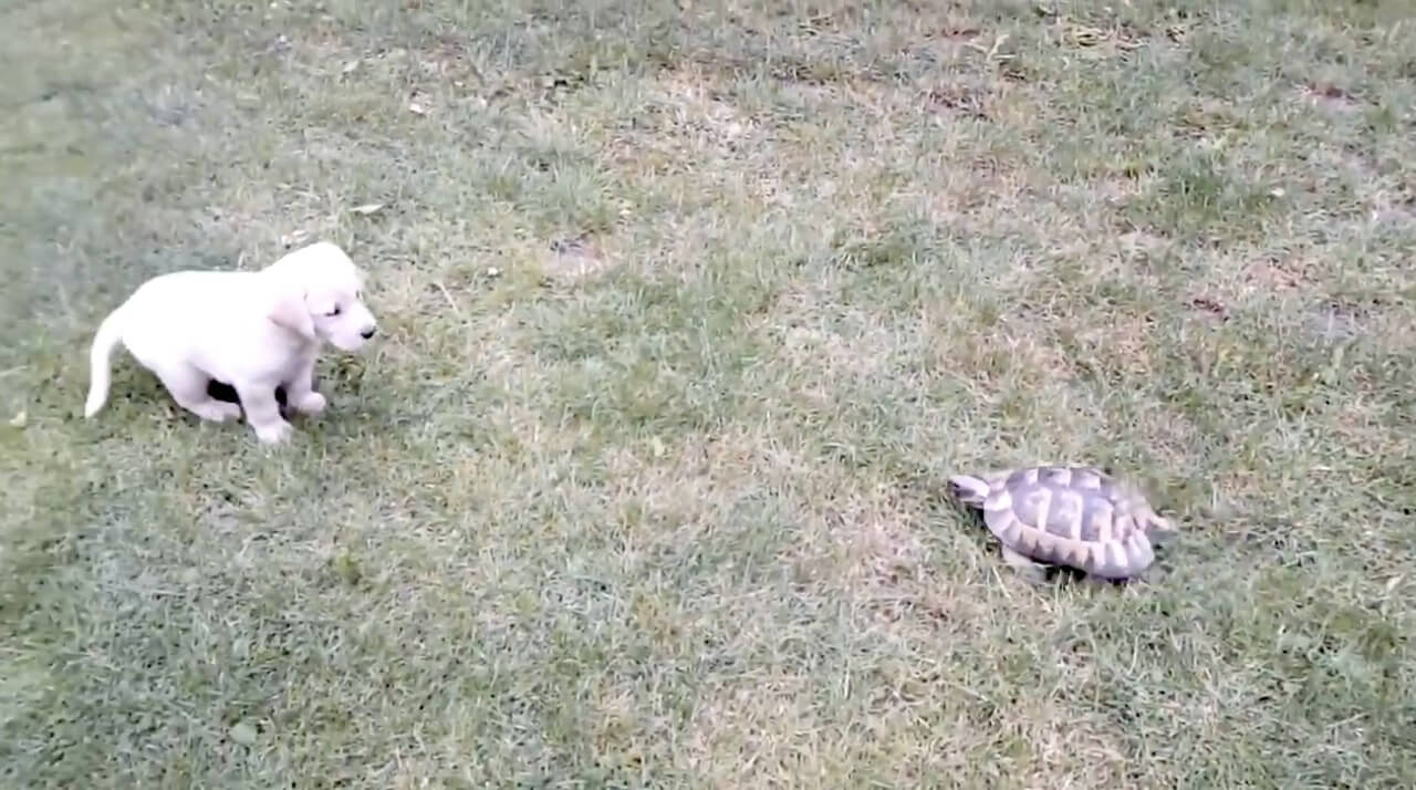 ラブラドールレトリーバー,動画