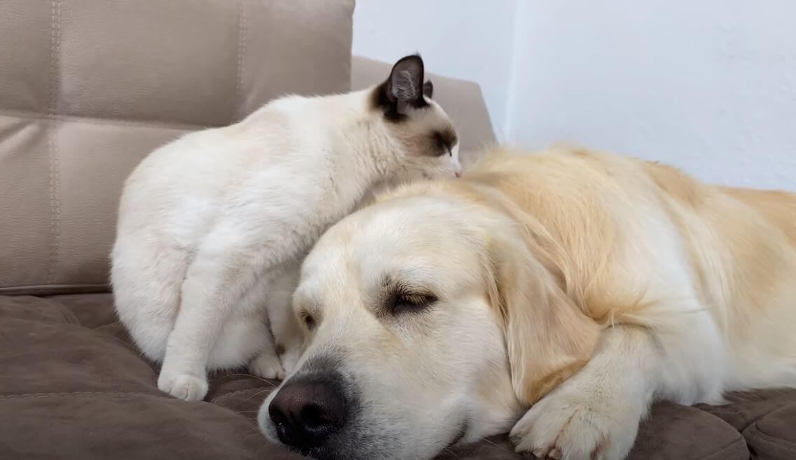 ゴールデンレトリーバー,動画