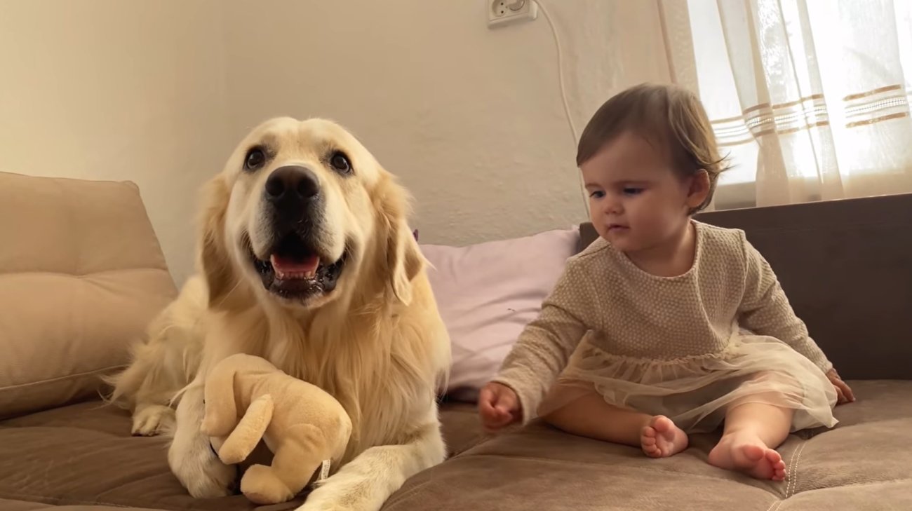 ゴールデンレトリーバー,動画