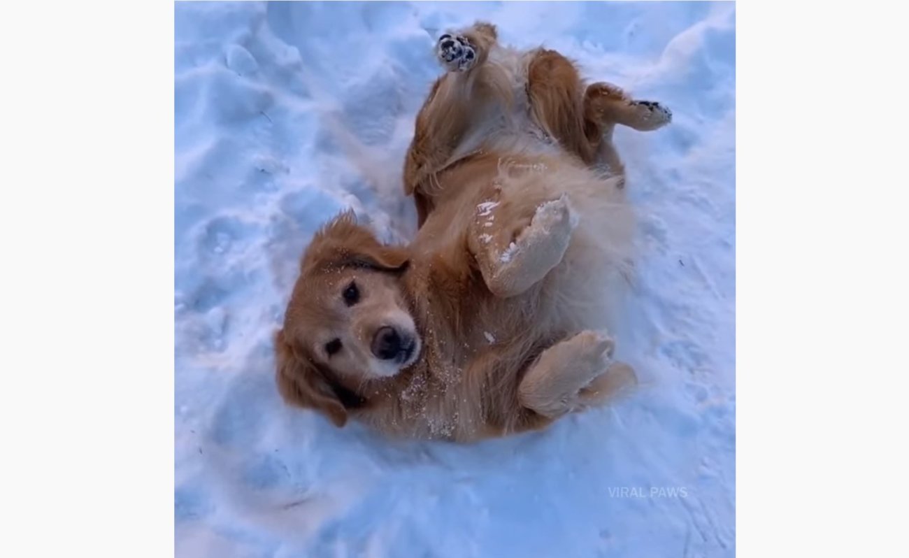 ゴールデンレトリーバー,動画