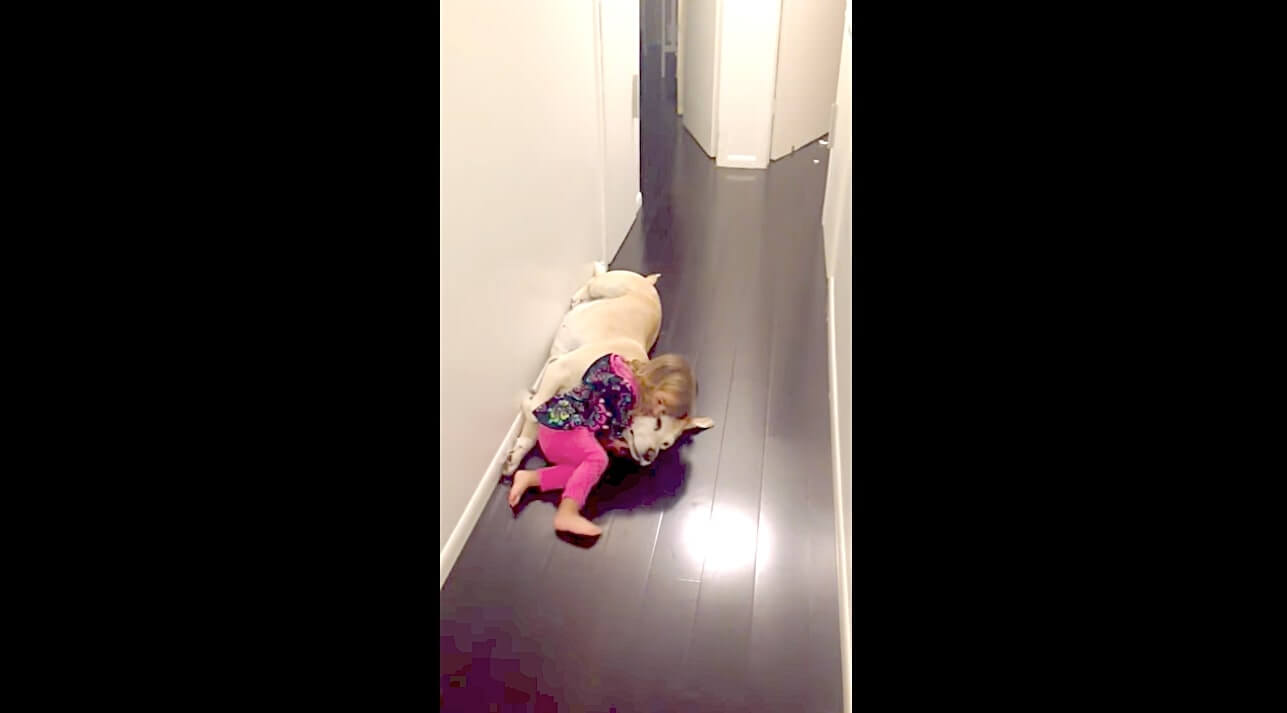 ラブラドールレトリーバー,動画