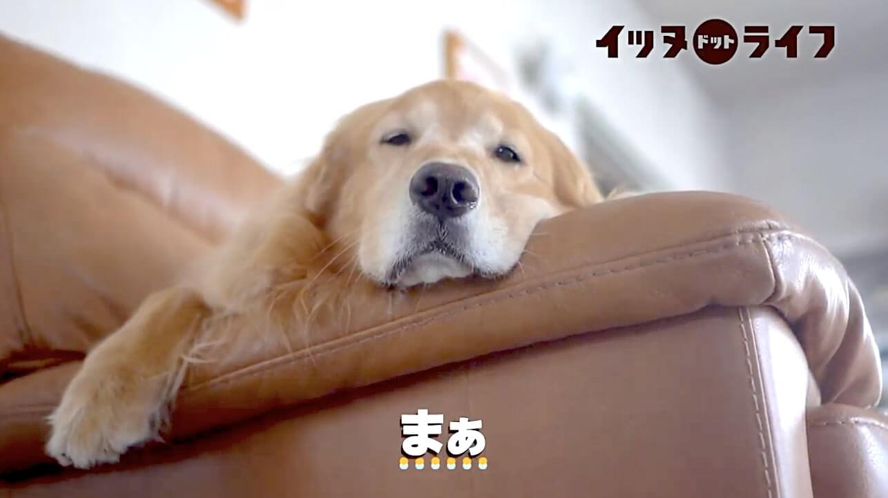 ゴールデン,動画,イッヌドットライフ