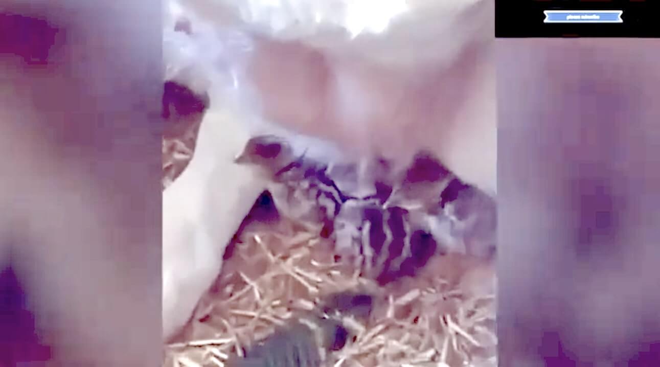 ラブラドールレトリーバー,動画