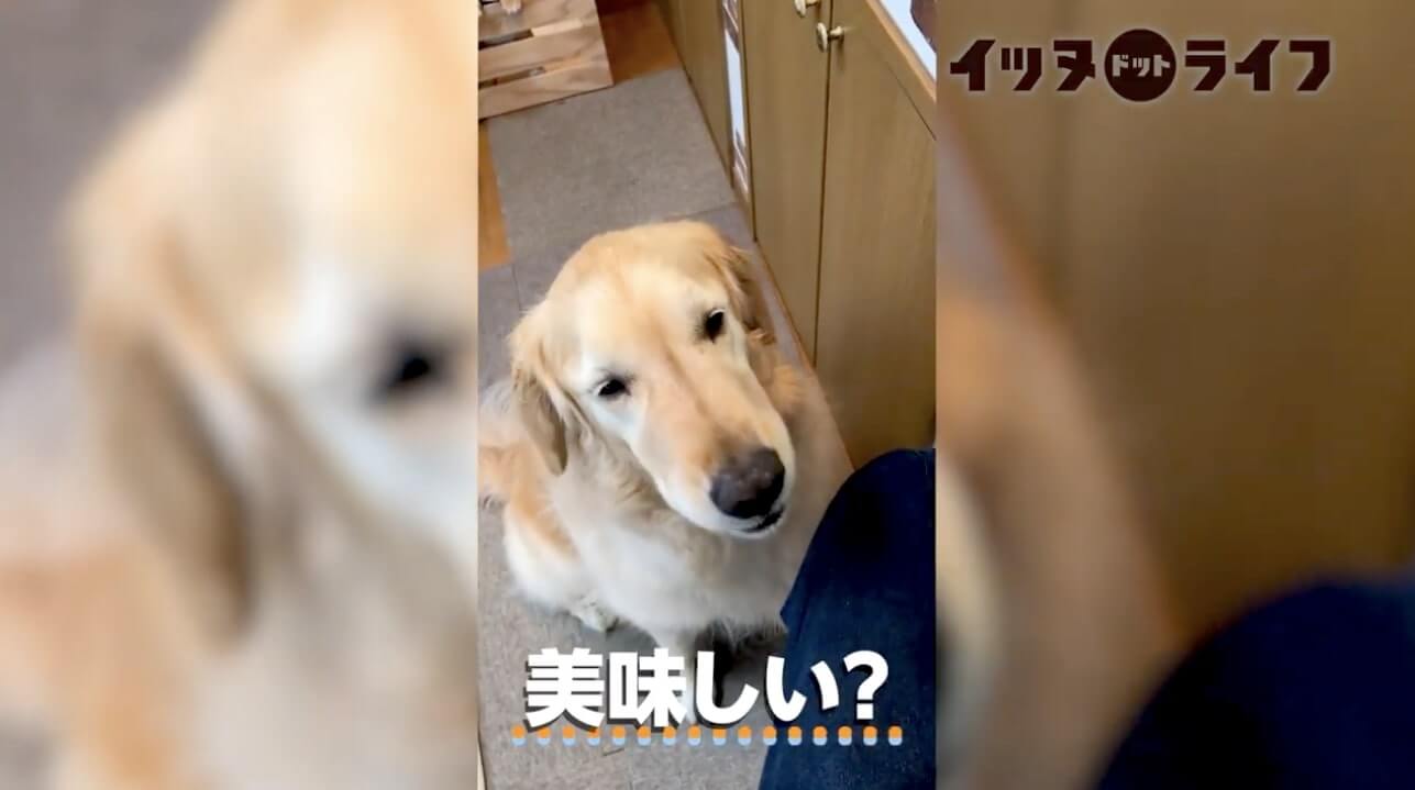 ゴールデン,動画,イッヌドットライフ