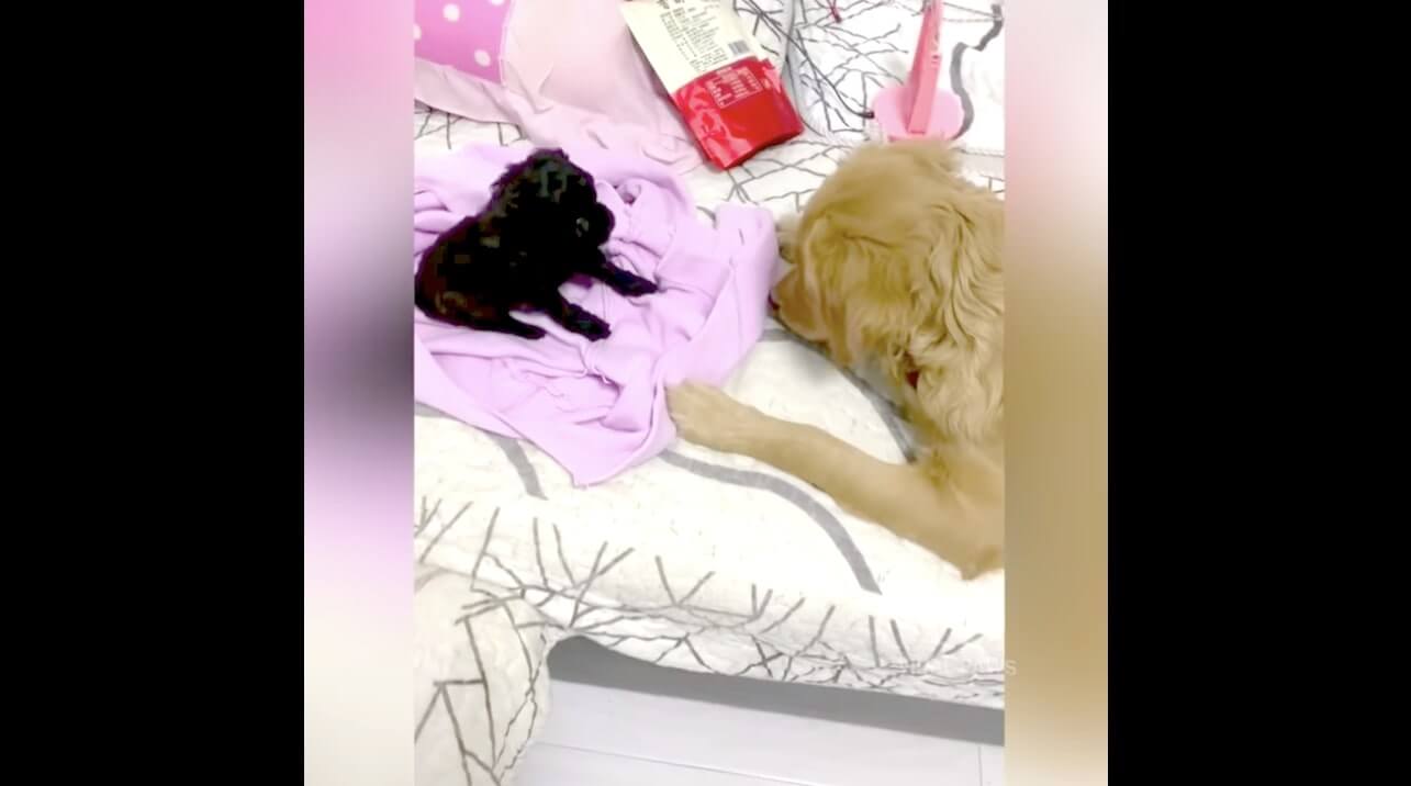 ゴールデンレトリーバー,動画