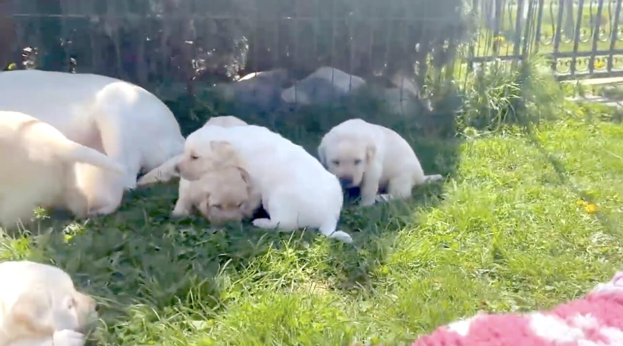 ラブラドールレトリーバー,動画