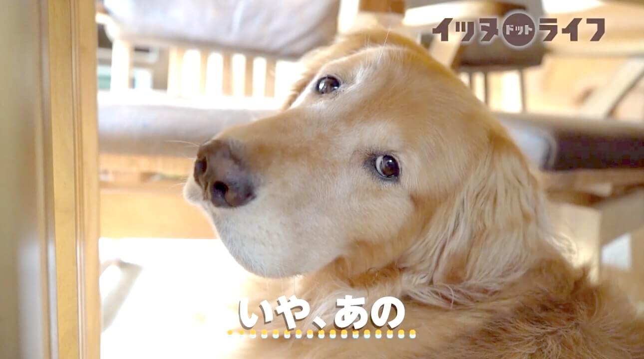 ゴールデン,動画,イッヌドットライフ