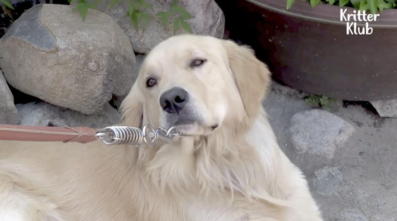 ゴールデンレトリーバー,動画