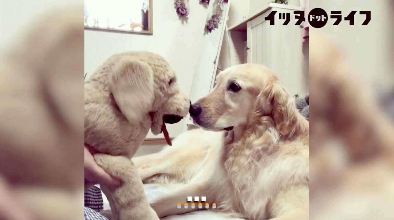 ゴールデン,動画,イッヌドットライフ