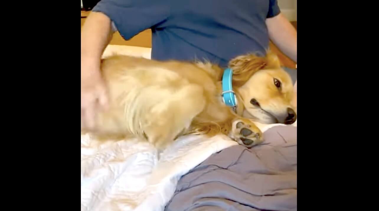 ゴールデンレトリーバー,動画