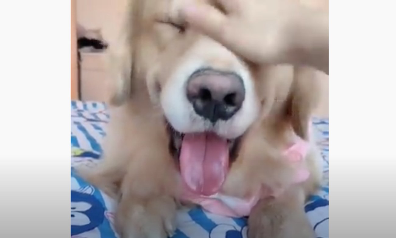 ゴールデンレトリーバー,動画