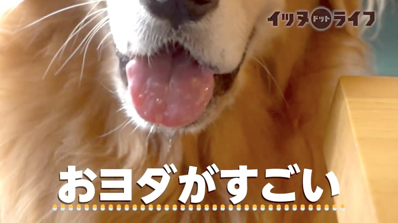 ゴールデン,動画,イッヌドットライフ