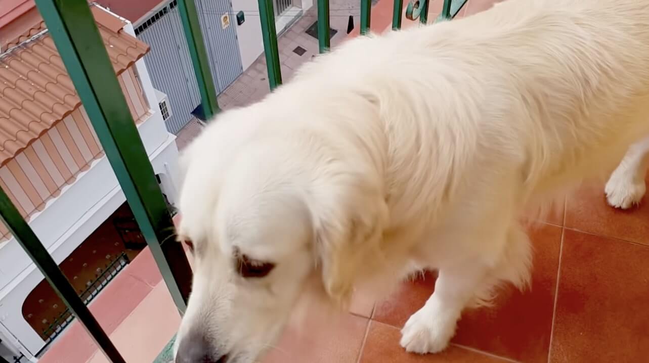 ゴールデンレトリーバー,動画