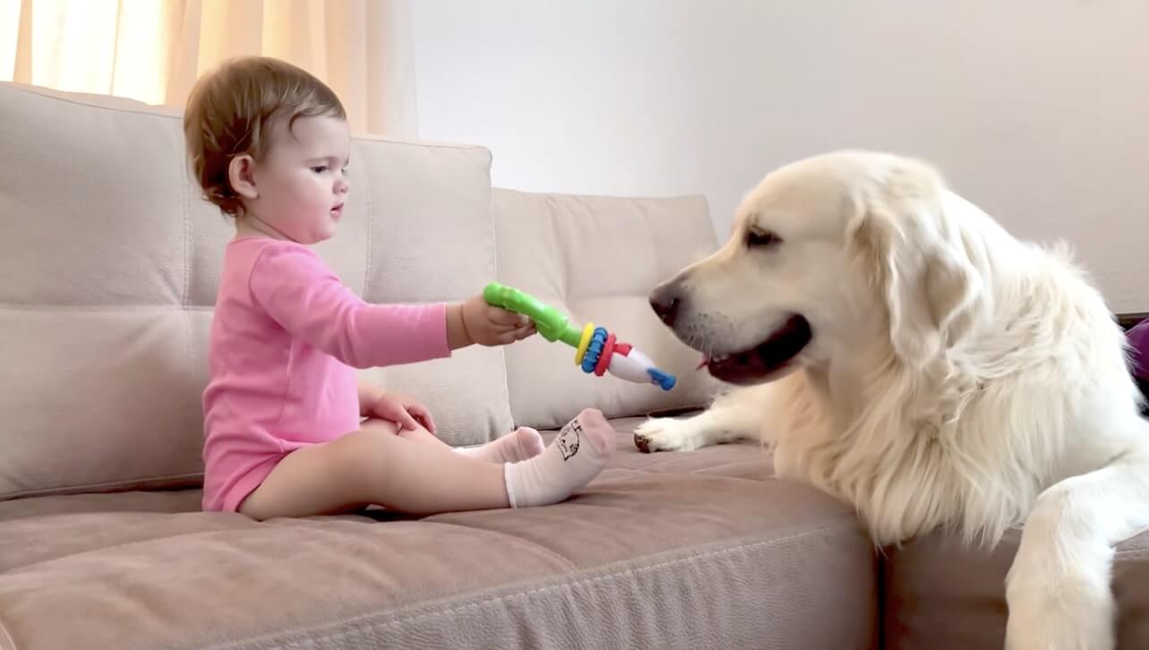 ゴールデンレトリーバー,動画