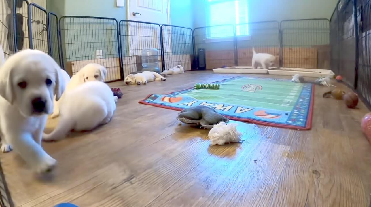 ラブラドールレトリーバー,動画