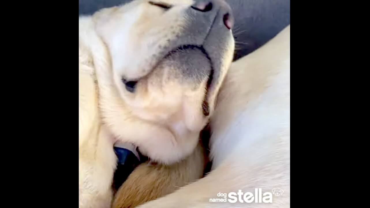 ラブラドールレトリーバー,動画