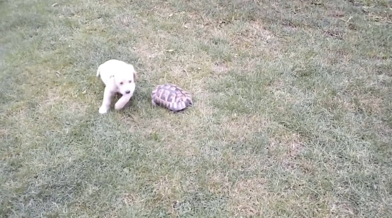 ラブラドールレトリーバー,動画