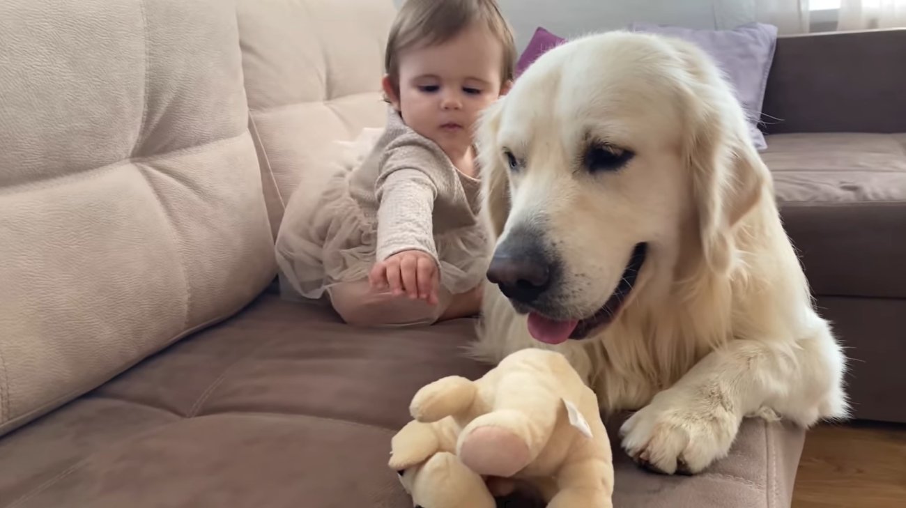 ゴールデンレトリーバー,動画