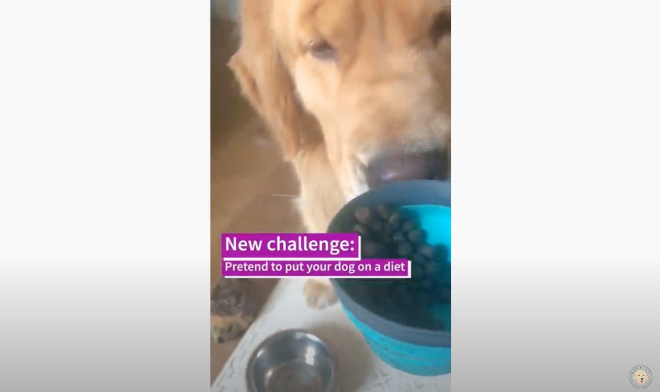 ゴールデンレトリーバー,動画