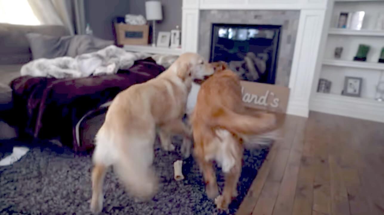 ゴールデンレトリーバー,動画