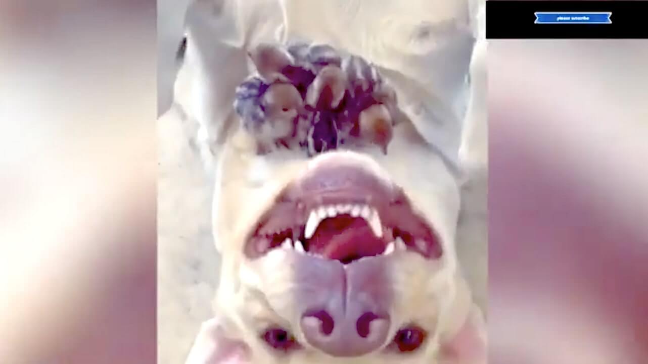 ラブラドールレトリーバー,動画