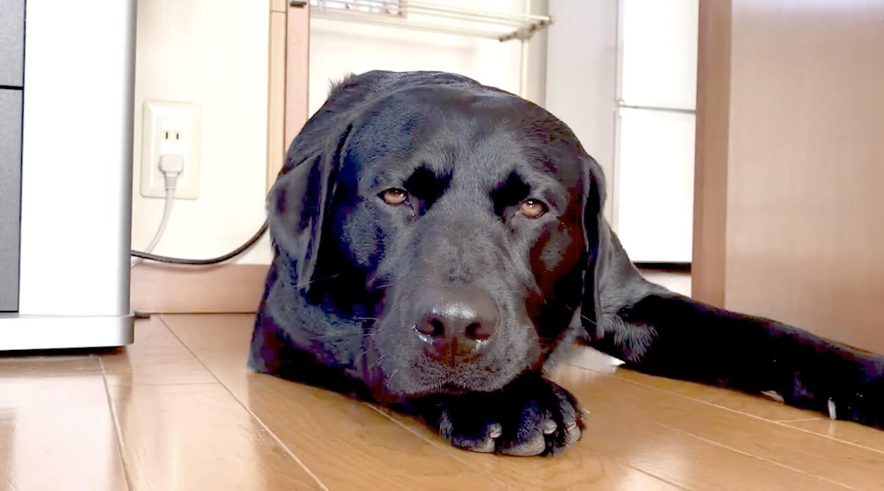 ラブラドールレトリーバー,動画