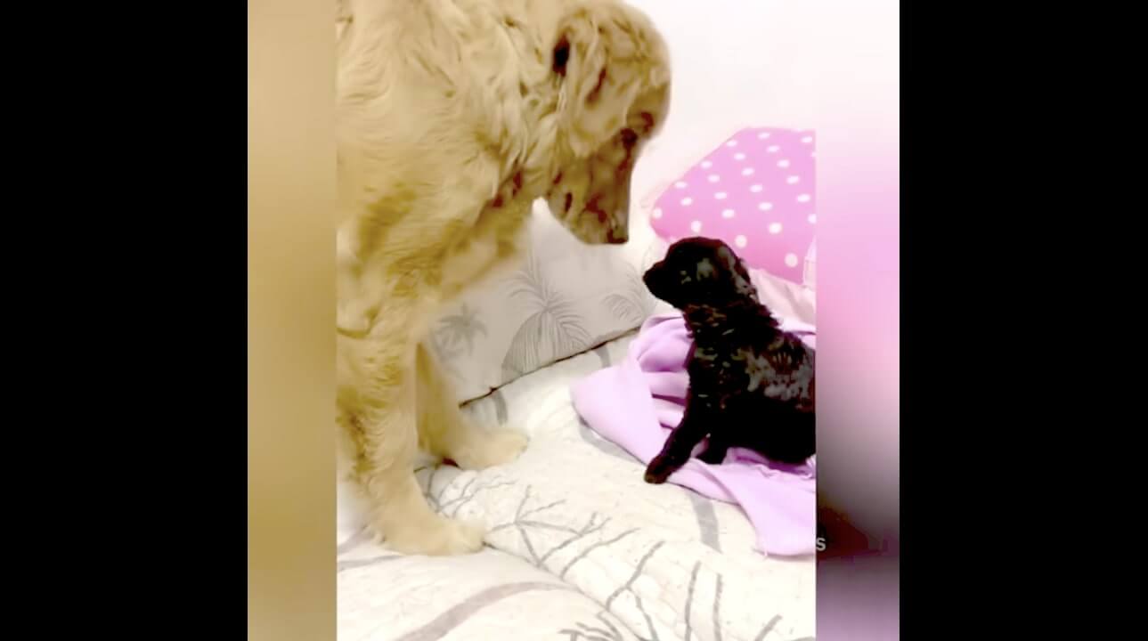 ゴールデンレトリーバー,動画