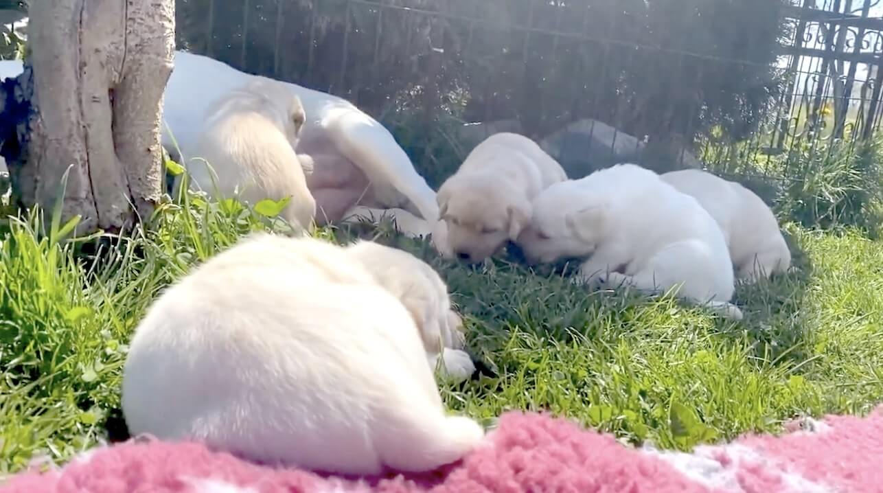 ラブラドールレトリーバー,動画